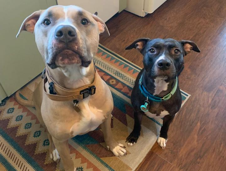 Preventive Care for Dogs