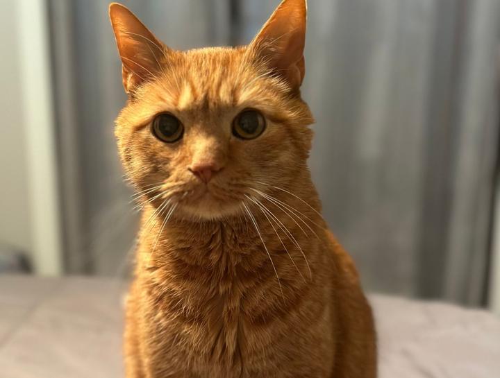 Preventive Care for Cats